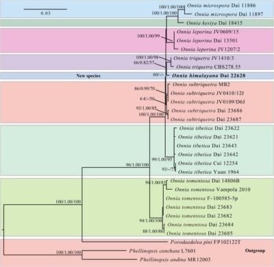 Phylogeny, Divergence Time Estimation and Biogeography of the Genus Onnia (Basidiomycota, Hymenochaetaceae)